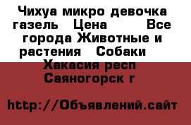 Чихуа микро девочка газель › Цена ­ 65 - Все города Животные и растения » Собаки   . Хакасия респ.,Саяногорск г.